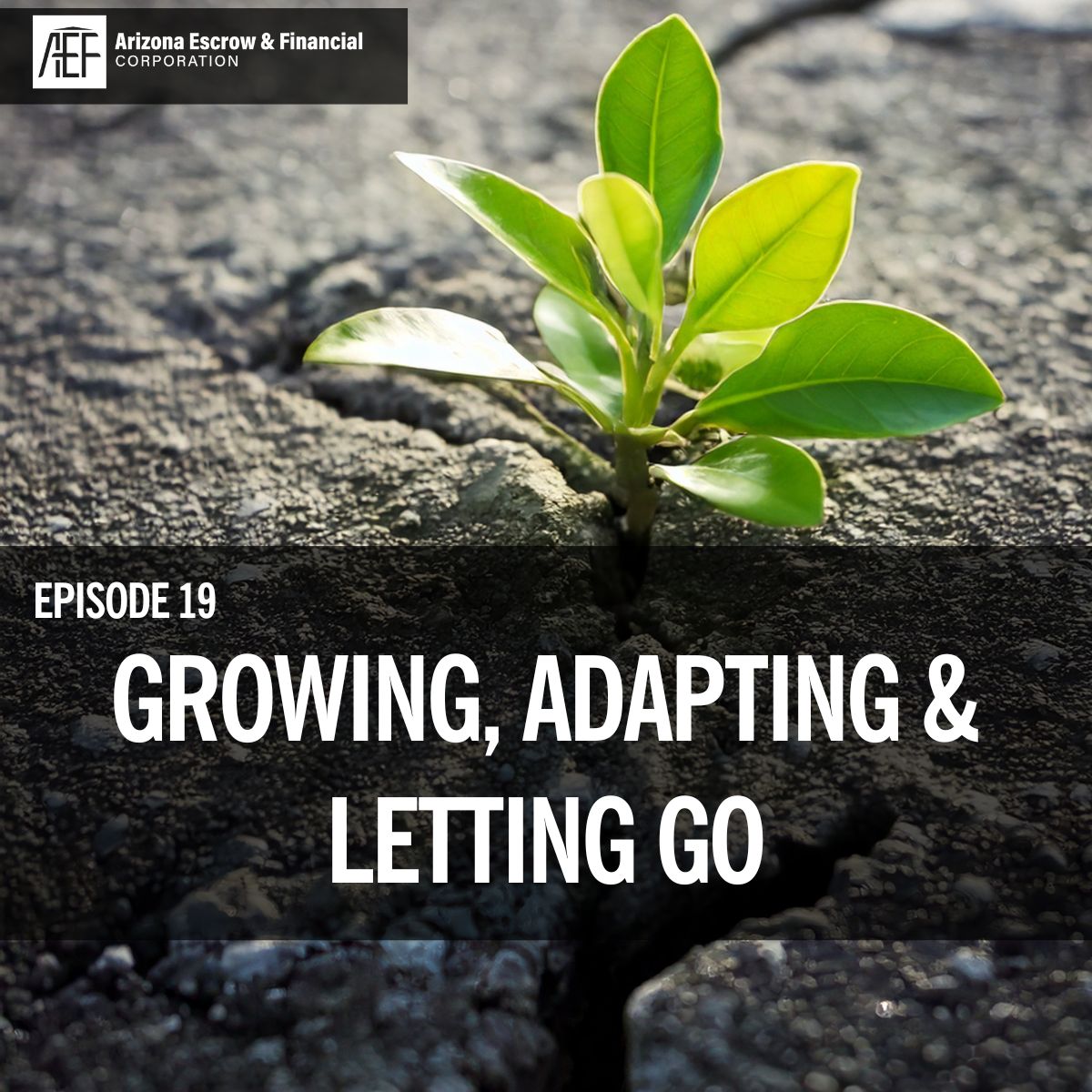 Green plant coming out of concrete "Growing, Adapting & Letting Go. Episode 19"